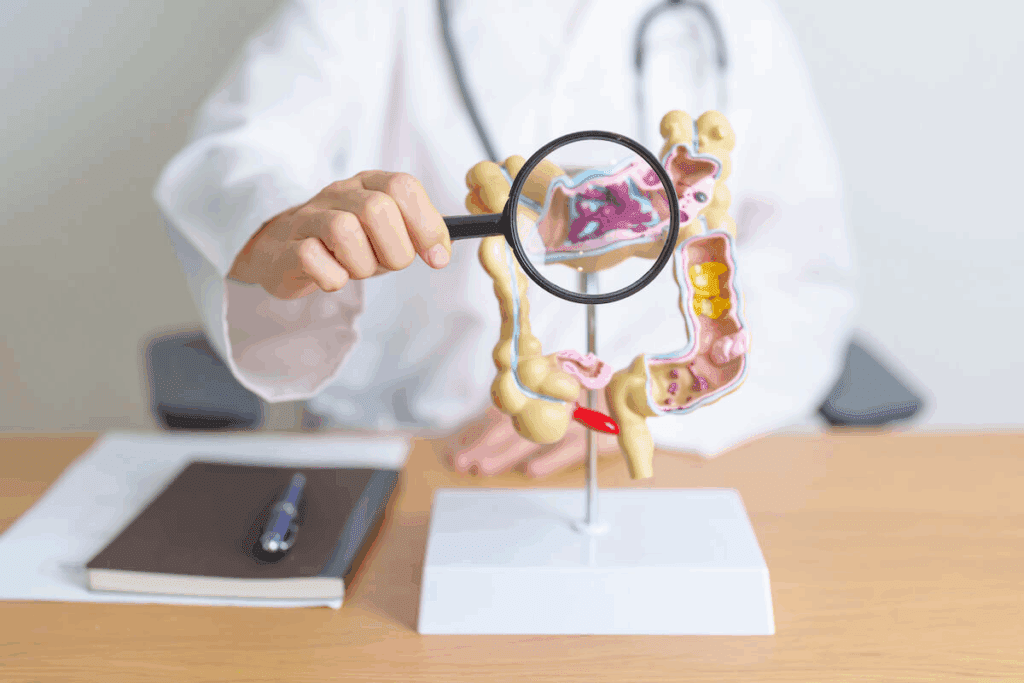 How Long Is Your Large Intestine? Explained 3 How Long Is Your Large Intestine? Explained