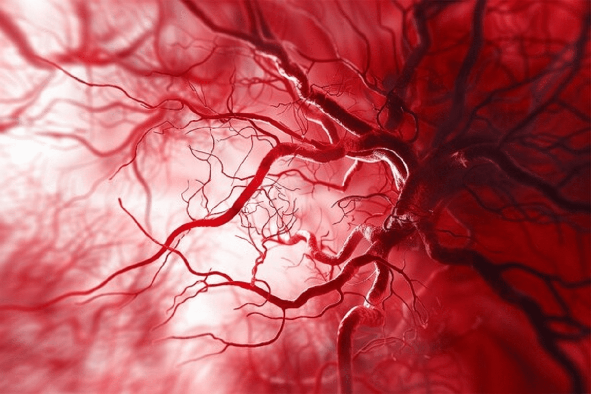 How Many Blood Vessels Are in the Body? Key Facts