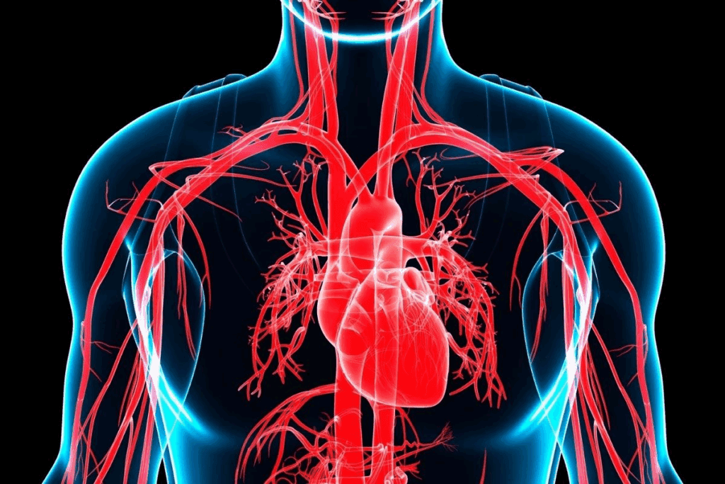 Layers of Artery: 3 Key Wall Structures Explained 1 Layers of Artery: 3 Key Wall Structures Explained