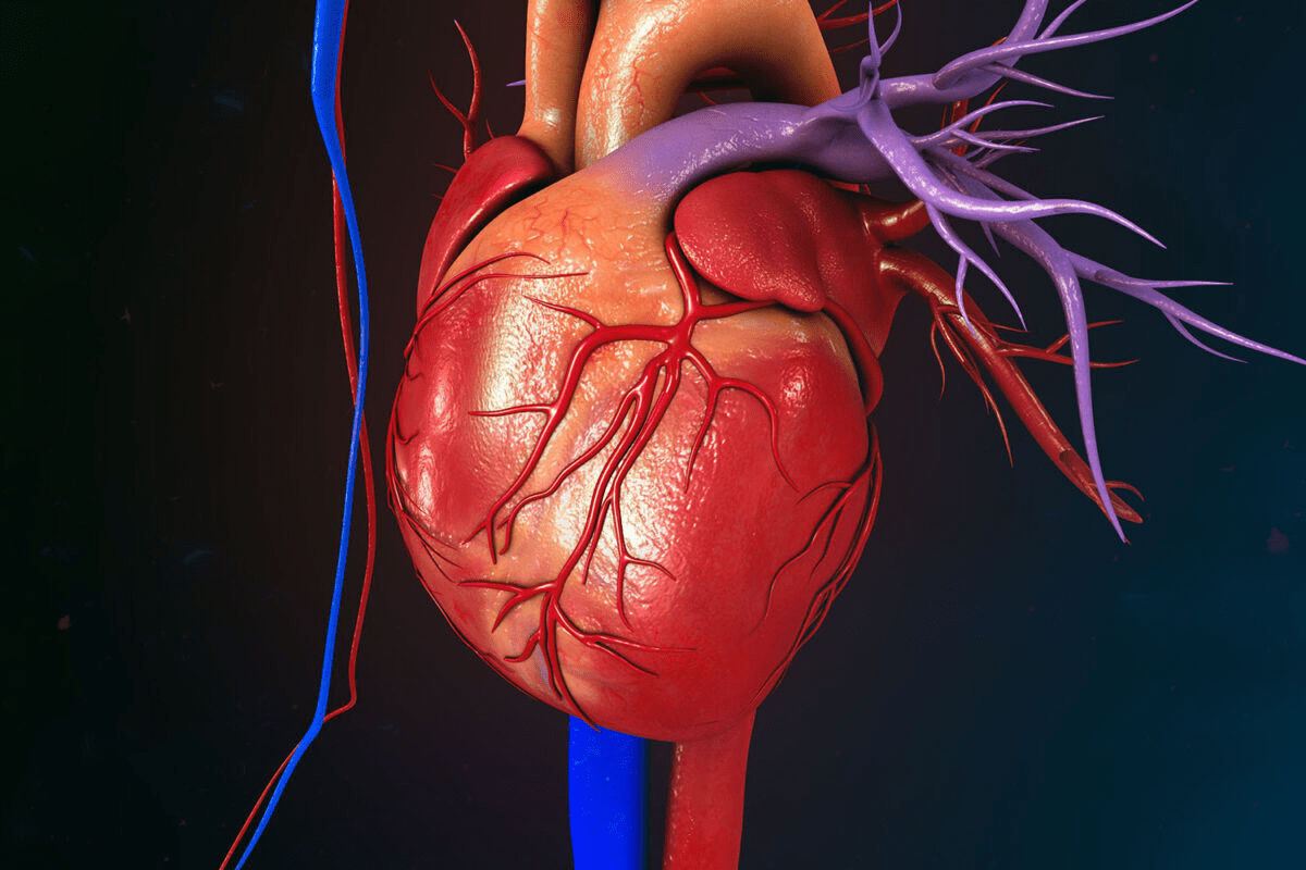 What Does a Heart Stress Test Show