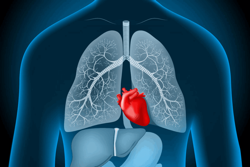 Heart Chambers Diagram Facts 2 Heart Chambers Diagram Facts
