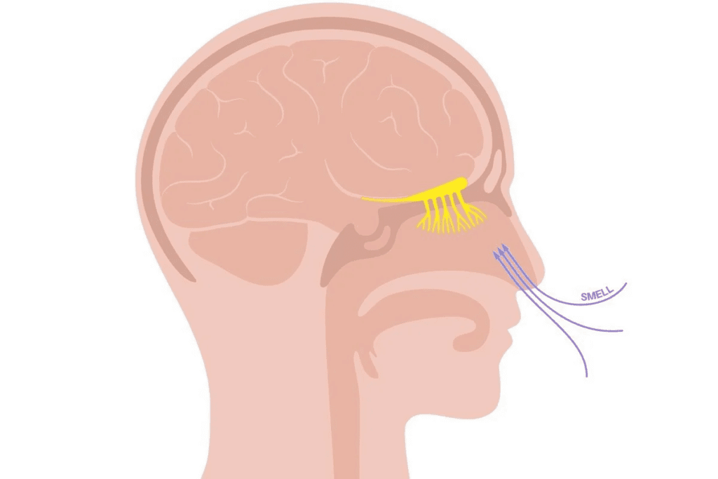 Deviated Nasal Septum Symptoms