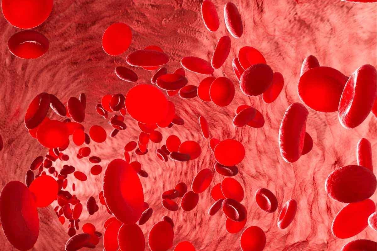 Erythrocyte Cell Essentials: Top 10 Facts on Structure and Function