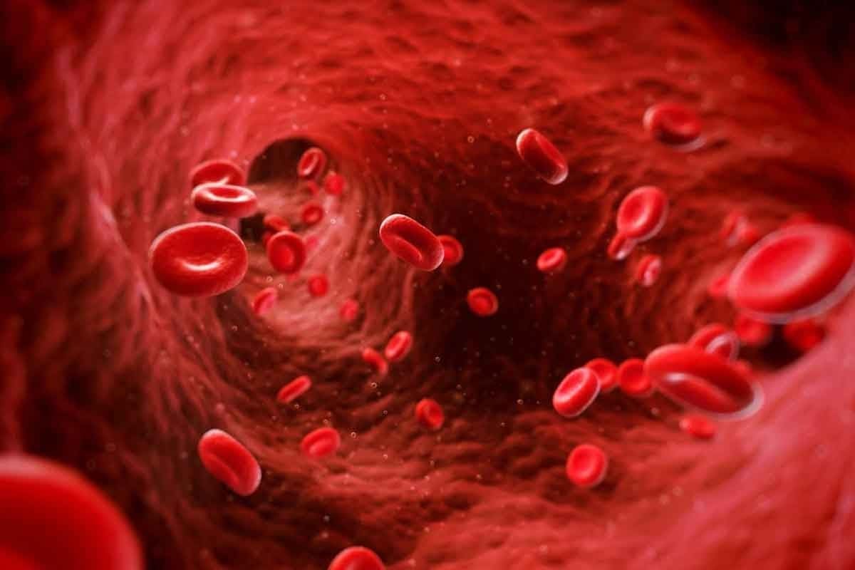Where Are Blood Cells Produced and How Are They Formed in the Body?