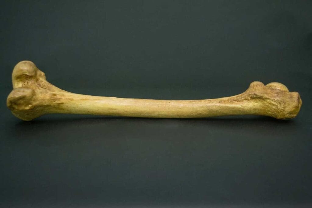 Which Human Bones Contain Bone Marrow, and What Are Its Key Structures and Cell Types?