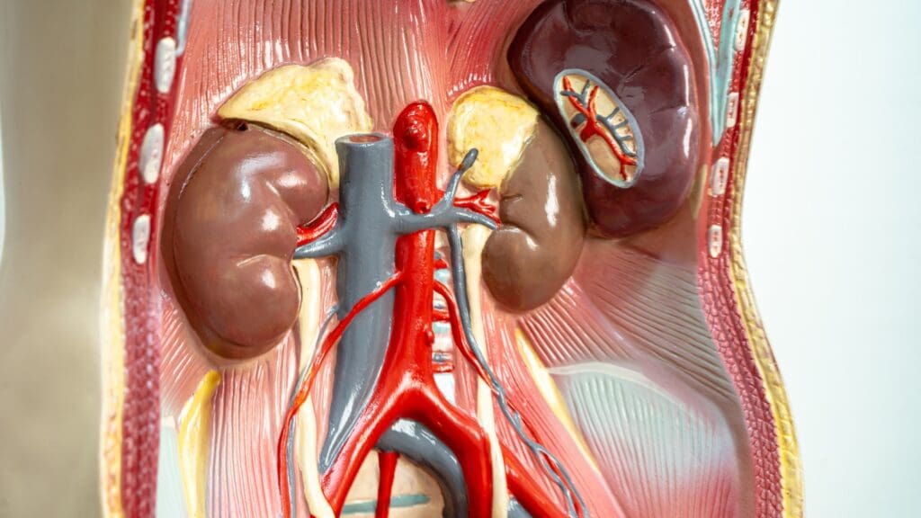 kidneys and liver system