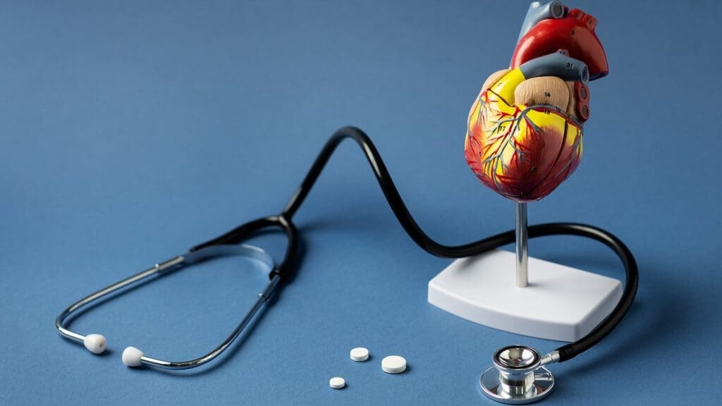 mitral valve anatomy