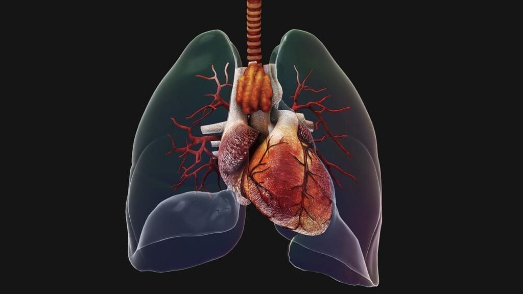 pulmonary circulation diagram
