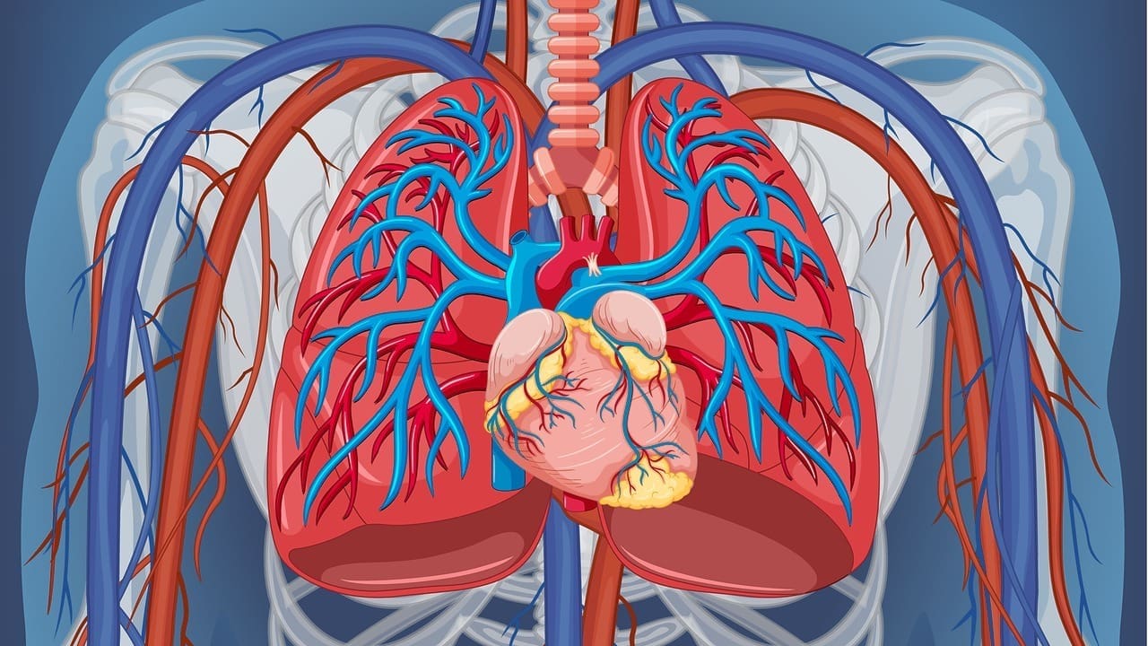 pulmonary circulation diagram