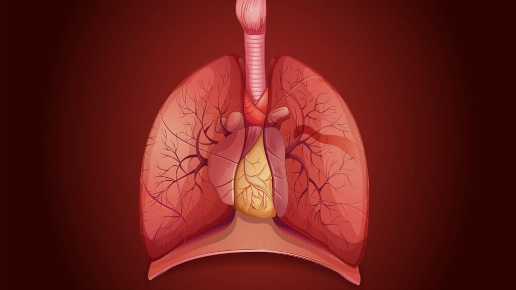 pulmonary vessels labeled in anatomical diagram