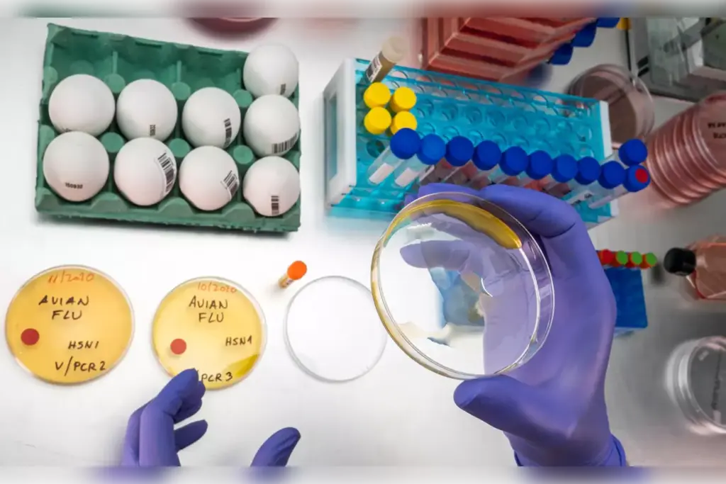 role of b cells role of b cells