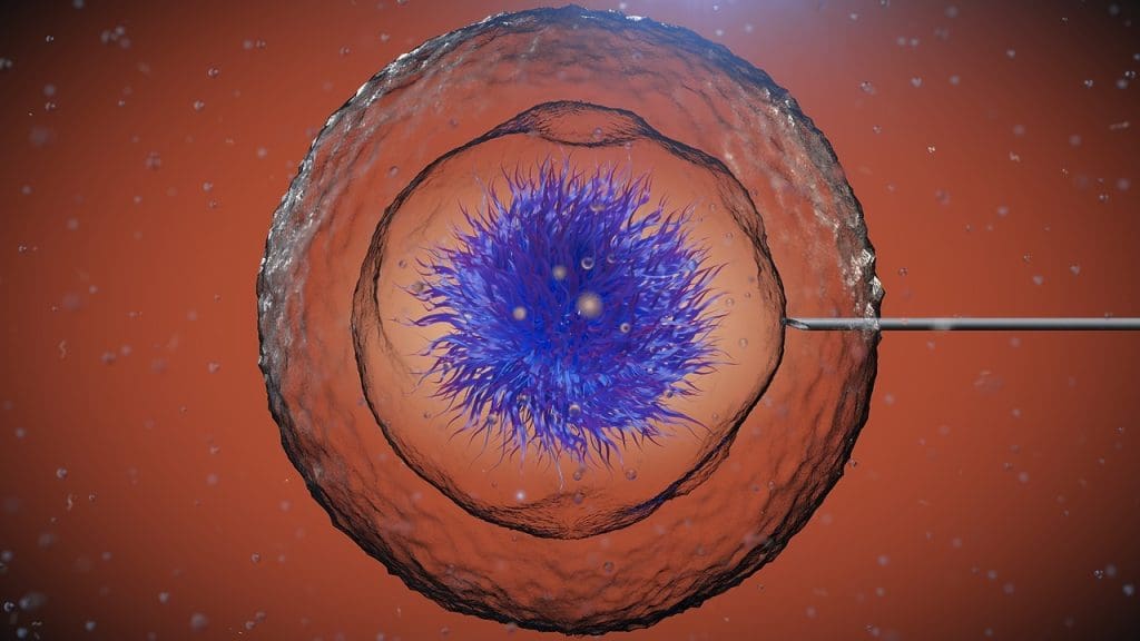stem cell potency hierarchy