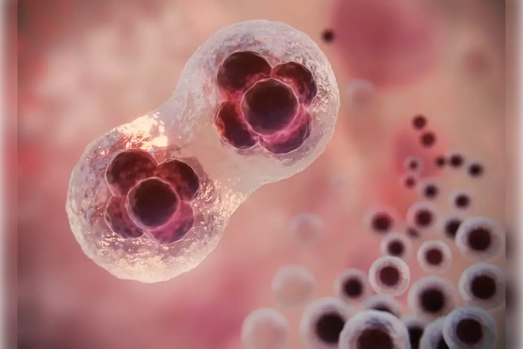 t lymphocytes function t lymphocytes function