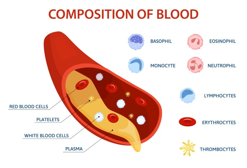 the process of blood cell formation