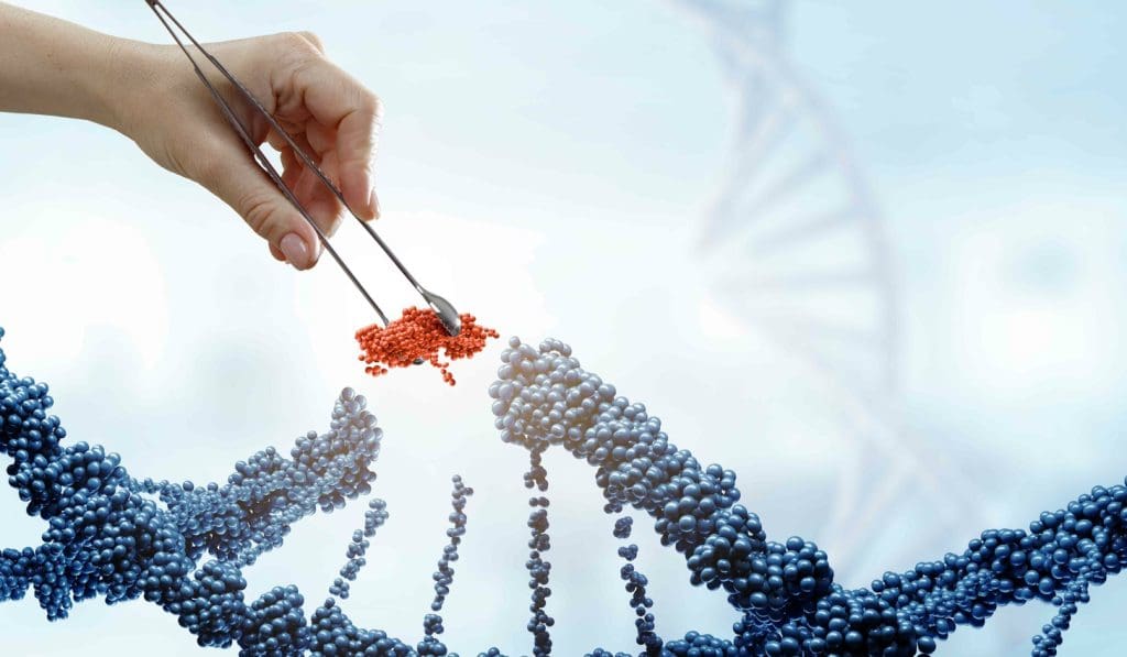 umbilical cord anatomy