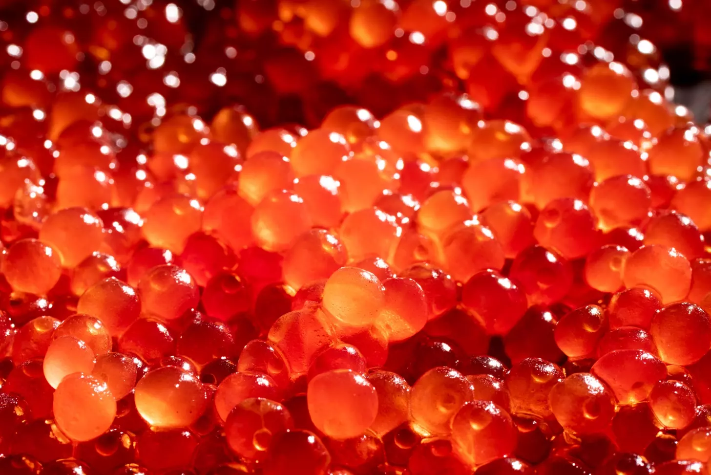 what is the difference between red and yellow marrow