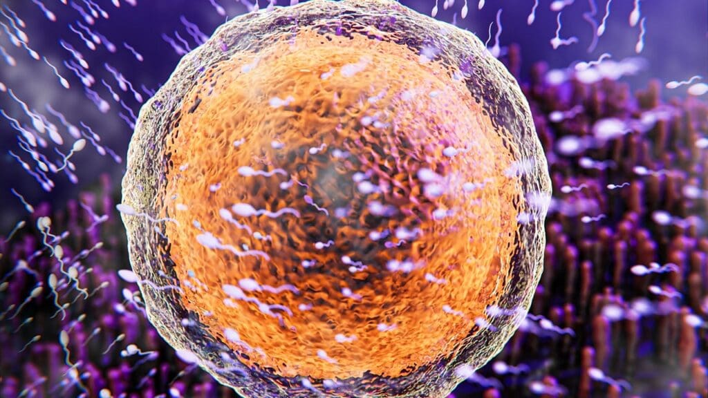 Where Does Sperm Go After Prostatectomy and Can You STILL Ejaculate or Get Pregnant? 1 Where Does Sperm Go After Prostatectomy and Can You Still Ejaculate or Get Pregnant?